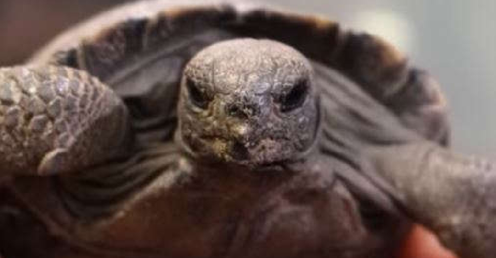 Galapagos tortoises become first-time parents aged 100