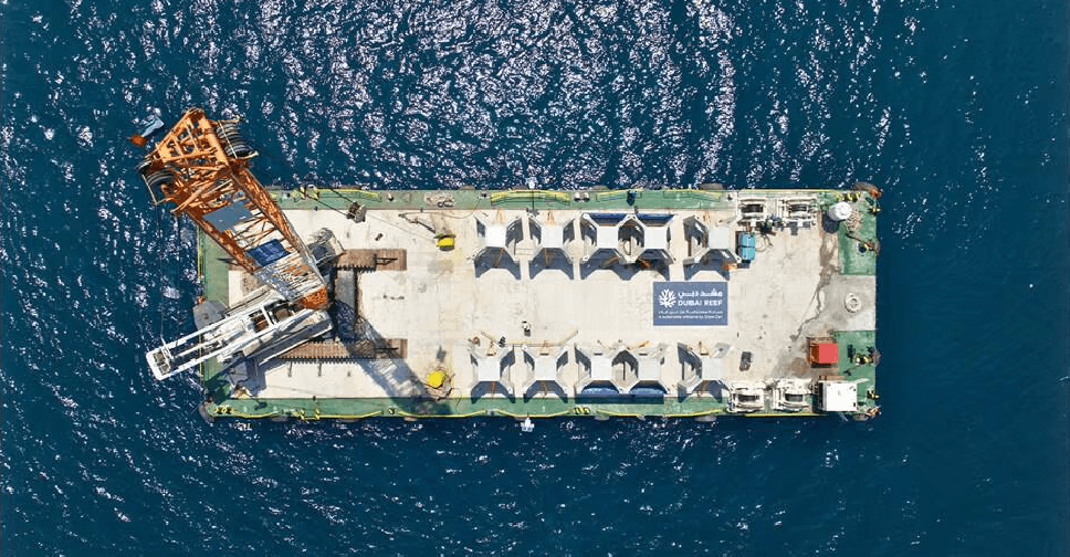 Watch: Marine life flourishes as 'DUBAI REEF' gains momentum