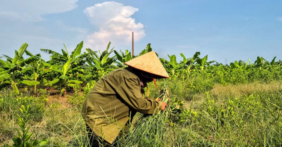 Fistful of dollars for Vietnamese farmers displaced for Trump golf club