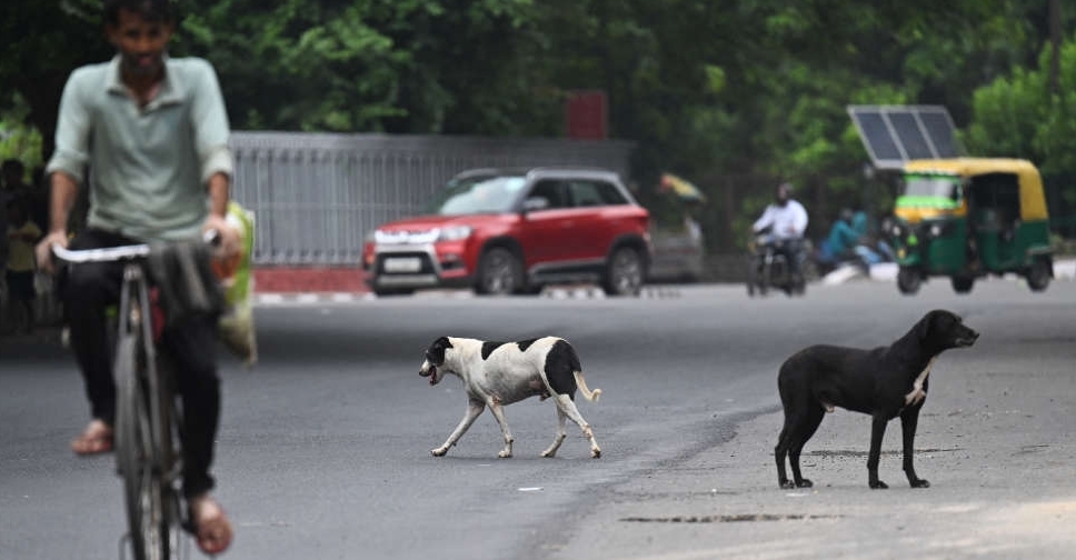 India's top court orders Delhi authorities to move stray dogs to shelters