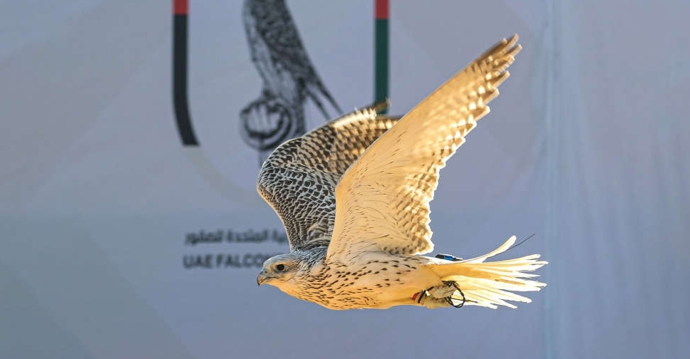 UAE launches annual Emirates Falcons International Cup