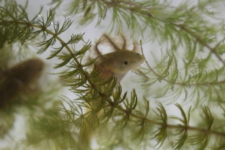 Autochtones et scientifiques au chevet d'un fascinant amphibien