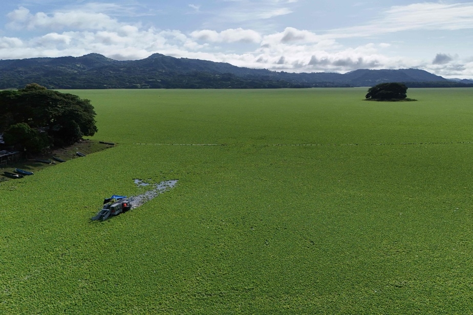Un immense lac envahi d'algues vertes au Salvador
