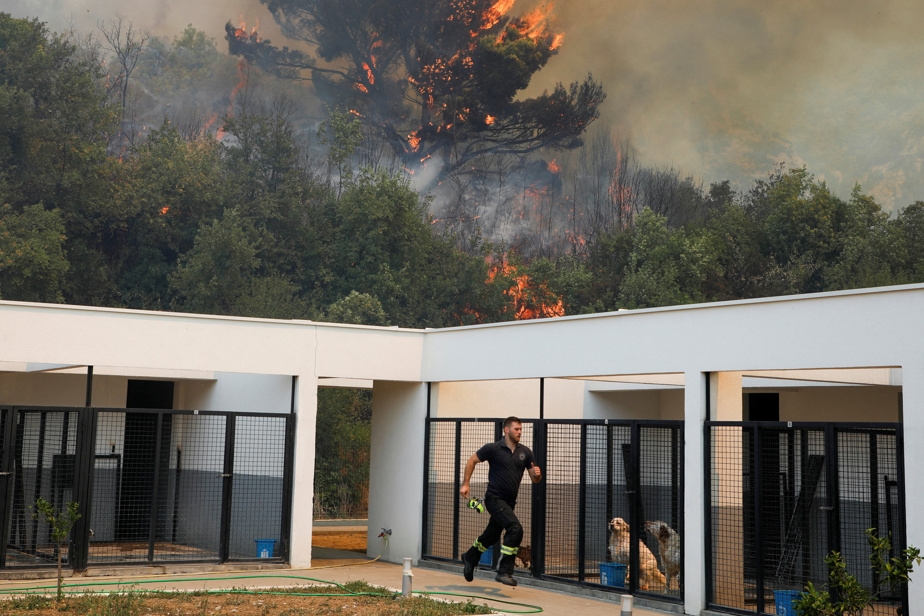 Des pompiers sauvent les chiens d'un refuge durant un incendie