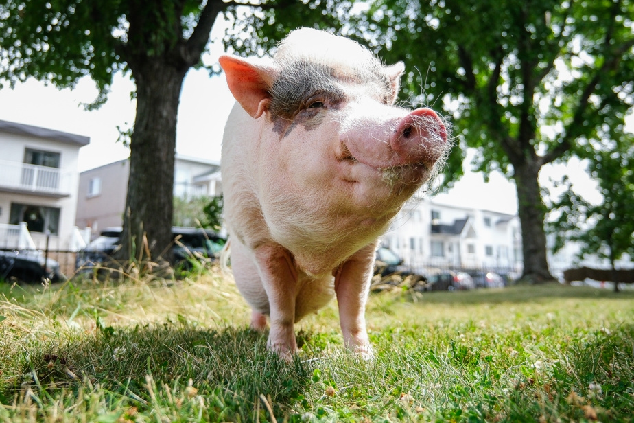 Un sursis pour le cochon Timmy