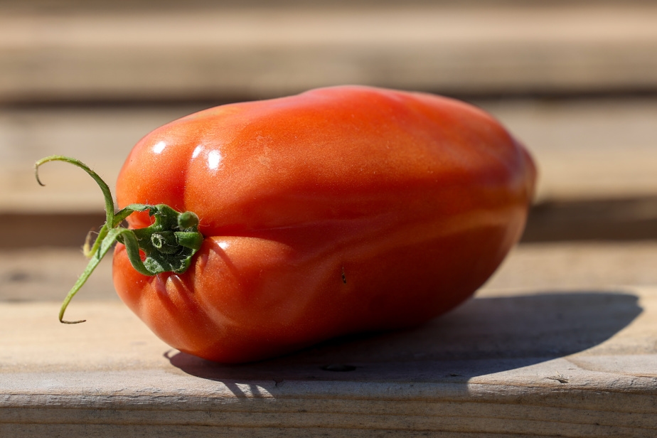La tomate sous toutes ses formes