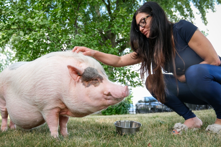 Un cochon qui dérange