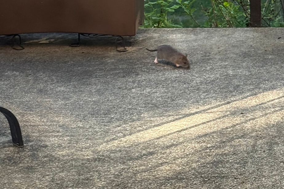 Hausse des plaintes concernant les rats