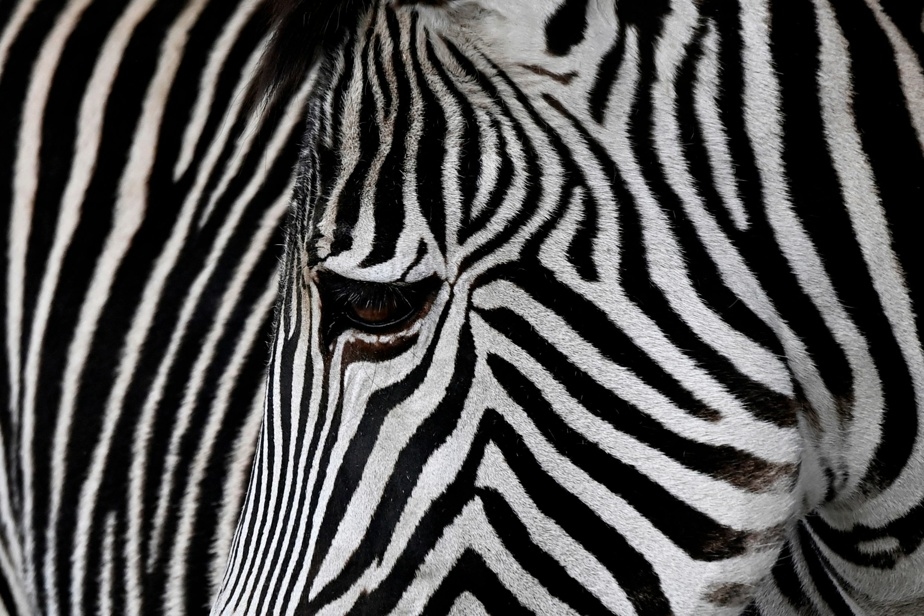 Un zèbre s'échappe de son enclos au zoo de Belgrade