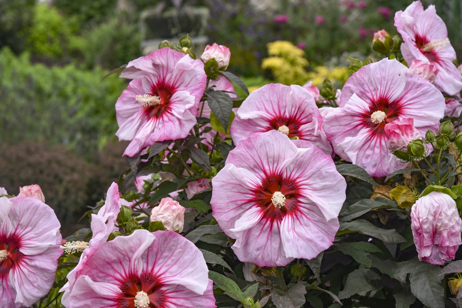 Des hibiscus vivaces, énigmatiques, spectaculaires