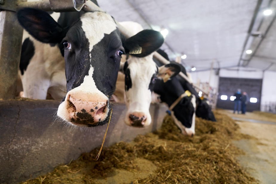 Un éleveur de vaches poursuit son troupeau en fuite avec des drones