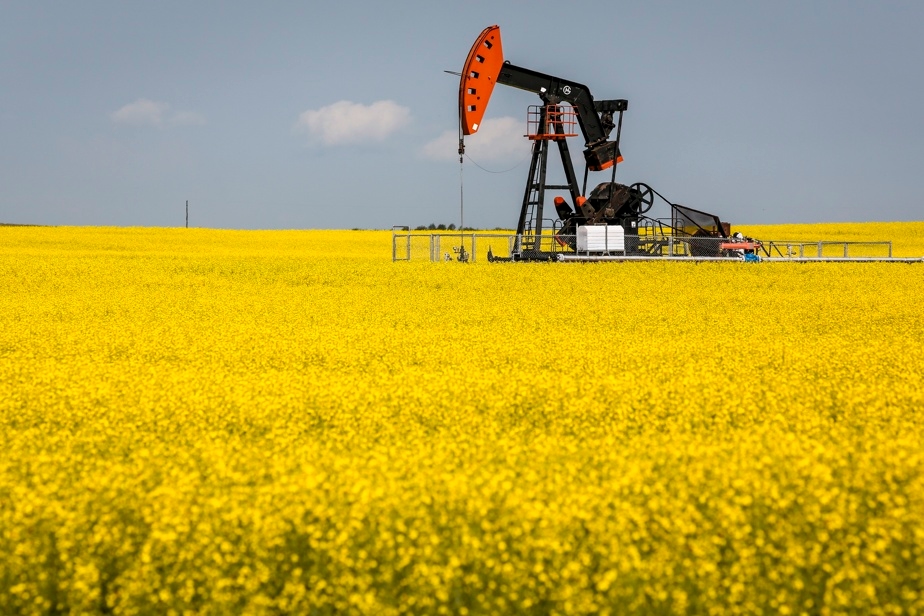 La Chine impose des droits de douane temporaires sur le canola canadien