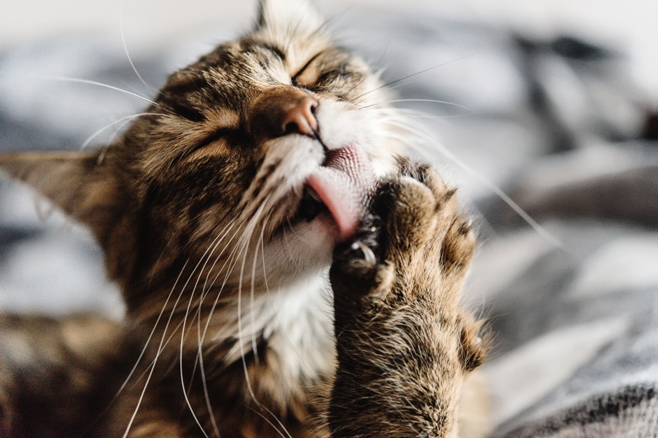 L'hygiène avec un chat à la maison