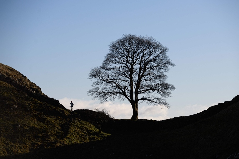 Quatre ans de prison pour avoir détruit l'arbre le plus célèbre d'Angleterre