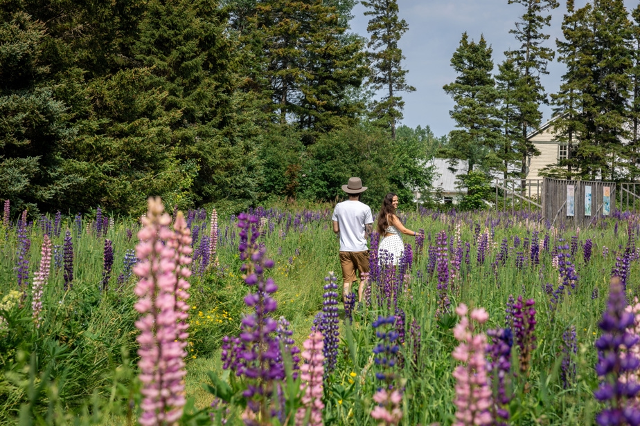 Arts, science et nature aux Jardins de Métis