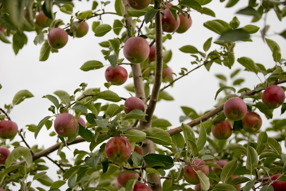 Comment planter son pommier