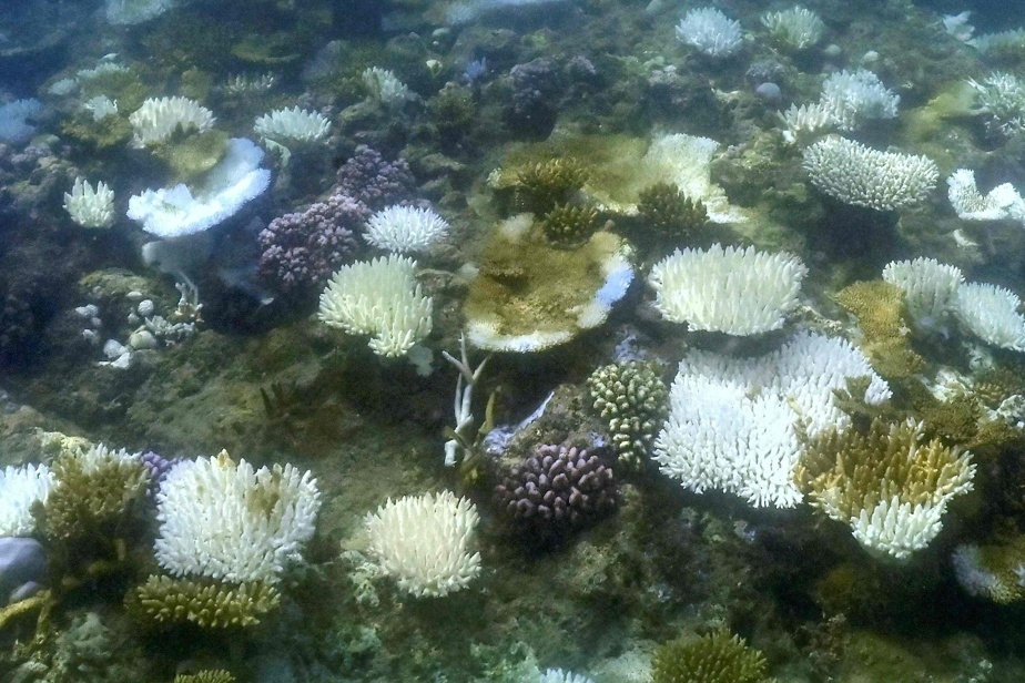 La Grande Barrière de corail victime d'un record de blanchissement