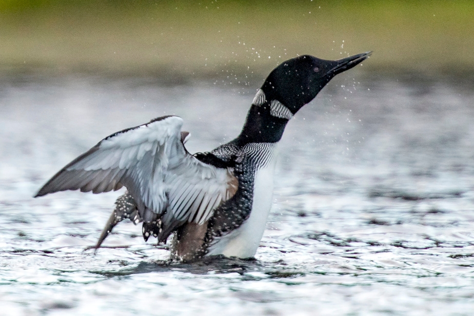 Des huards téméraires embêtent des pêcheurs