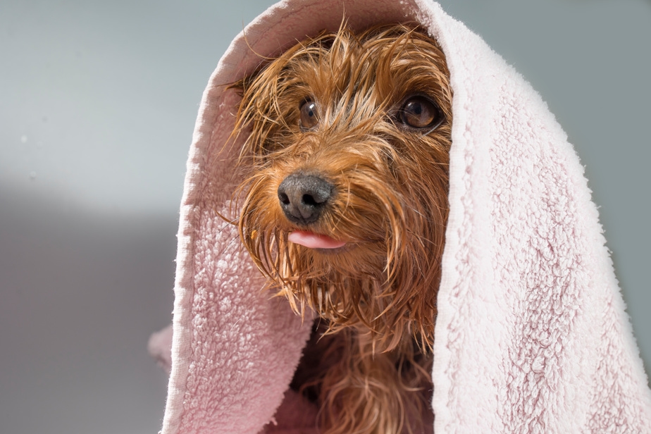 L'hygiène avec un chien à la maison