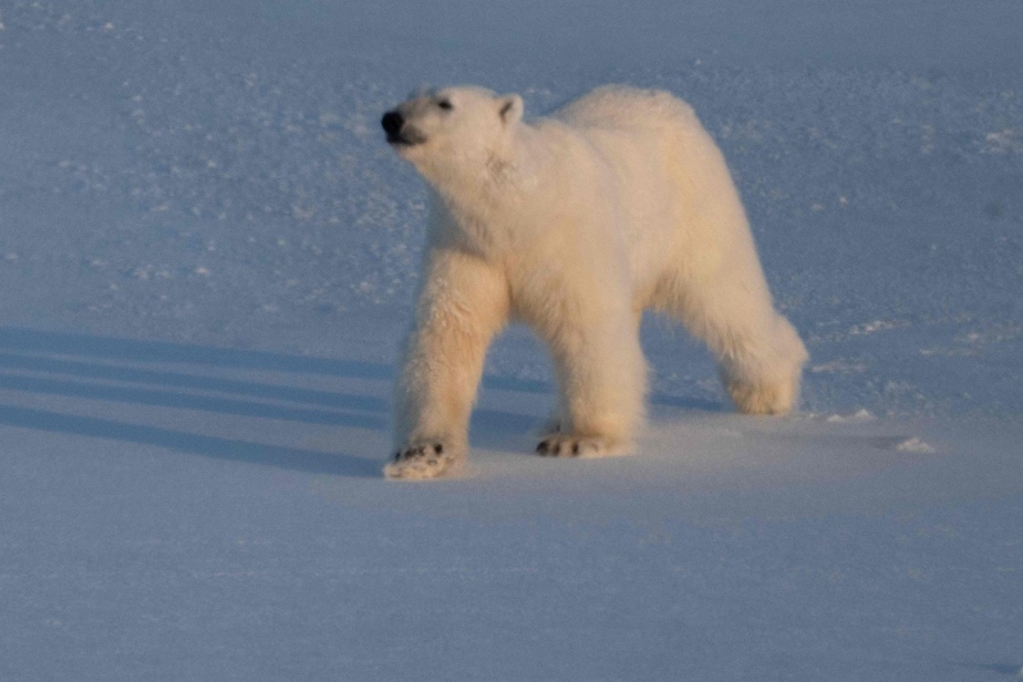 Des ours polaires plus en forme que prévu, mais jusqu'à quand ?