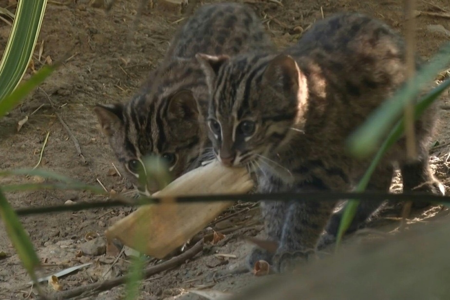 Deux chats pêcheurs sont nés dans un zoo français