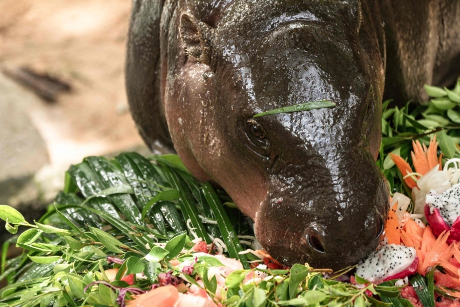 L'hippopotame Moo Deng fête son premier anniversaire