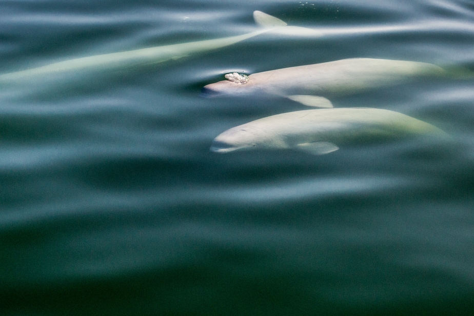 Guide sur les mammifères marins du Québec
