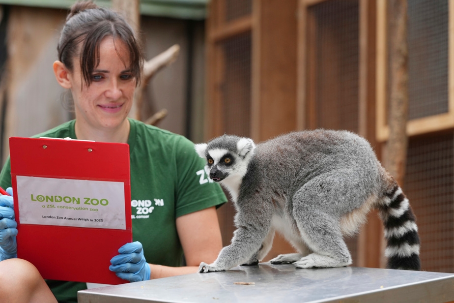 Le zoo de Londres procède à la pesée annuelle de ses animaux