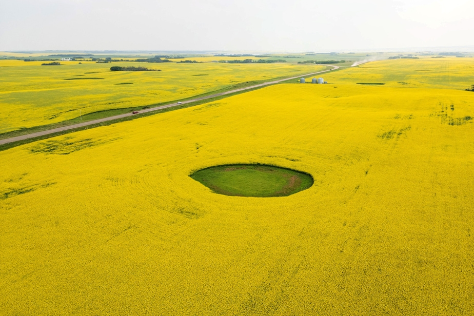 Ottawa rencontre le lobby du canola