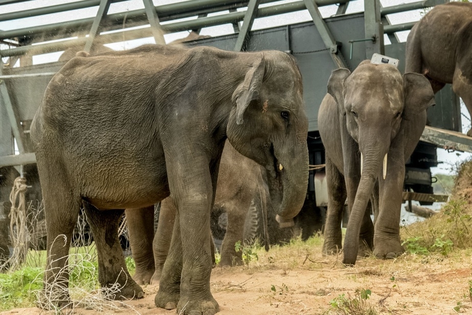 Six éléphanteaux, recueillis dans un centre, rendus à la vie sauvage