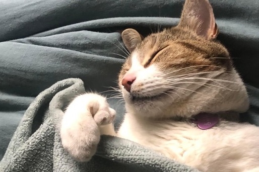 Trois chats auraient été empoisonnés dans une ruelle