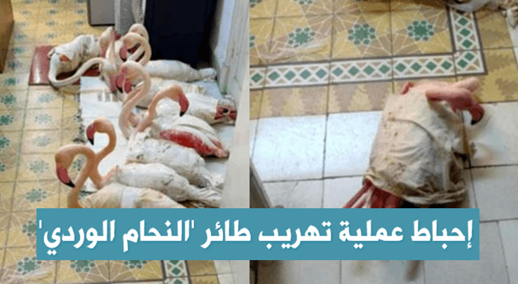 عين دراهم: إحباط عملية تهريب 10 طيور من النحام الوردي نحو الجزائر