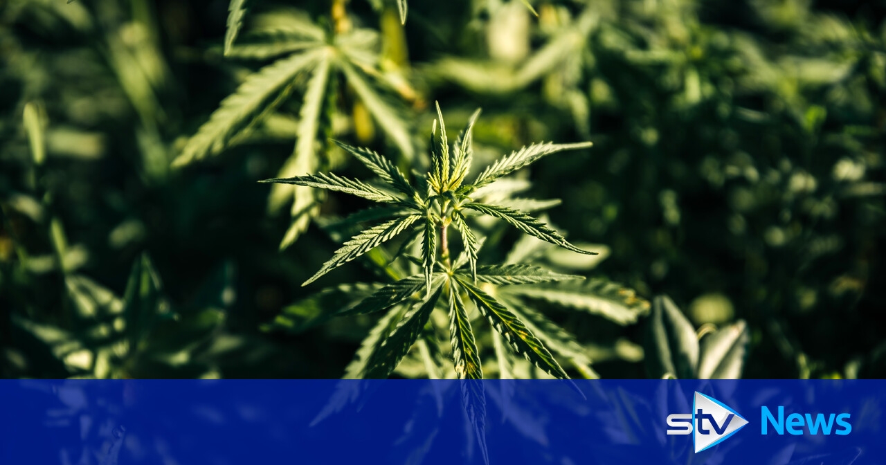 Cannabis farm discovered after men spotted 'acting suspiciously' near home