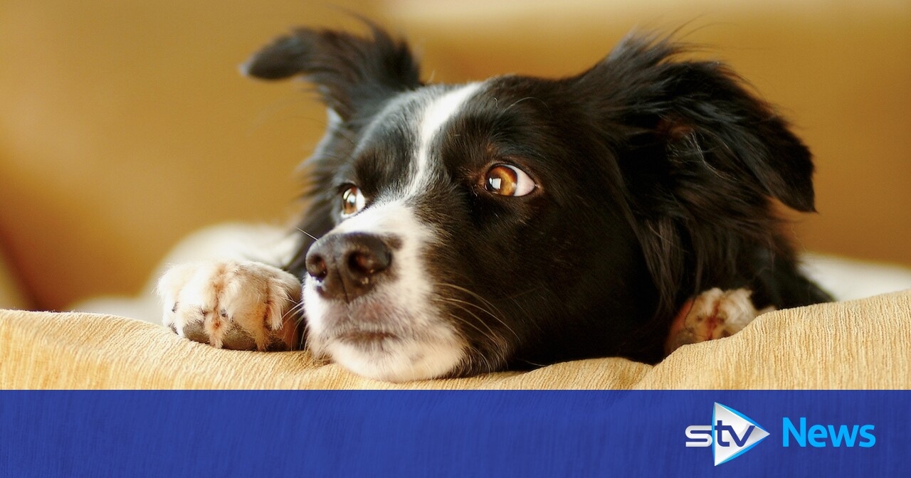 SSPCA report reveals 'significant increase' in calls to give up pets