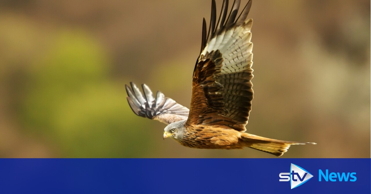 'Cruel and callous': Birds of prey found dead on golf course after being poisoned