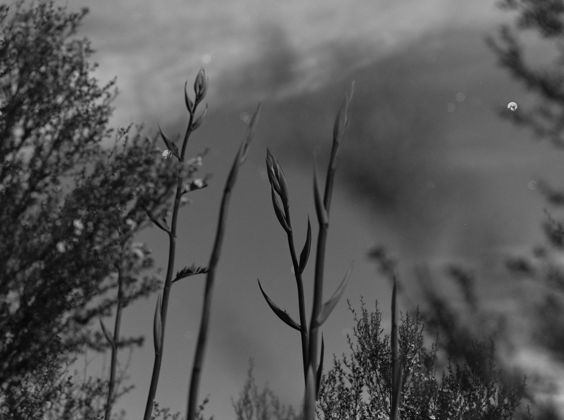 Anzac weekend short story: Toxic, by Michelle Duff