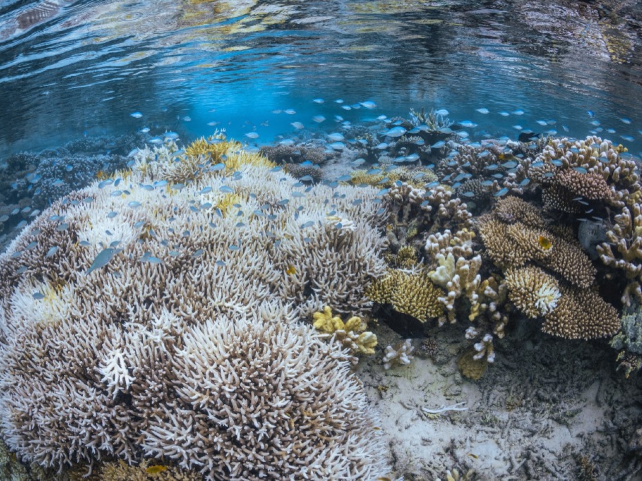 Coral bleaching has hit 84pc of world's reefs