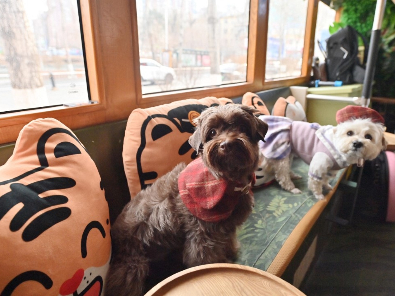 Govt to cut quarantine period for pets from mainland