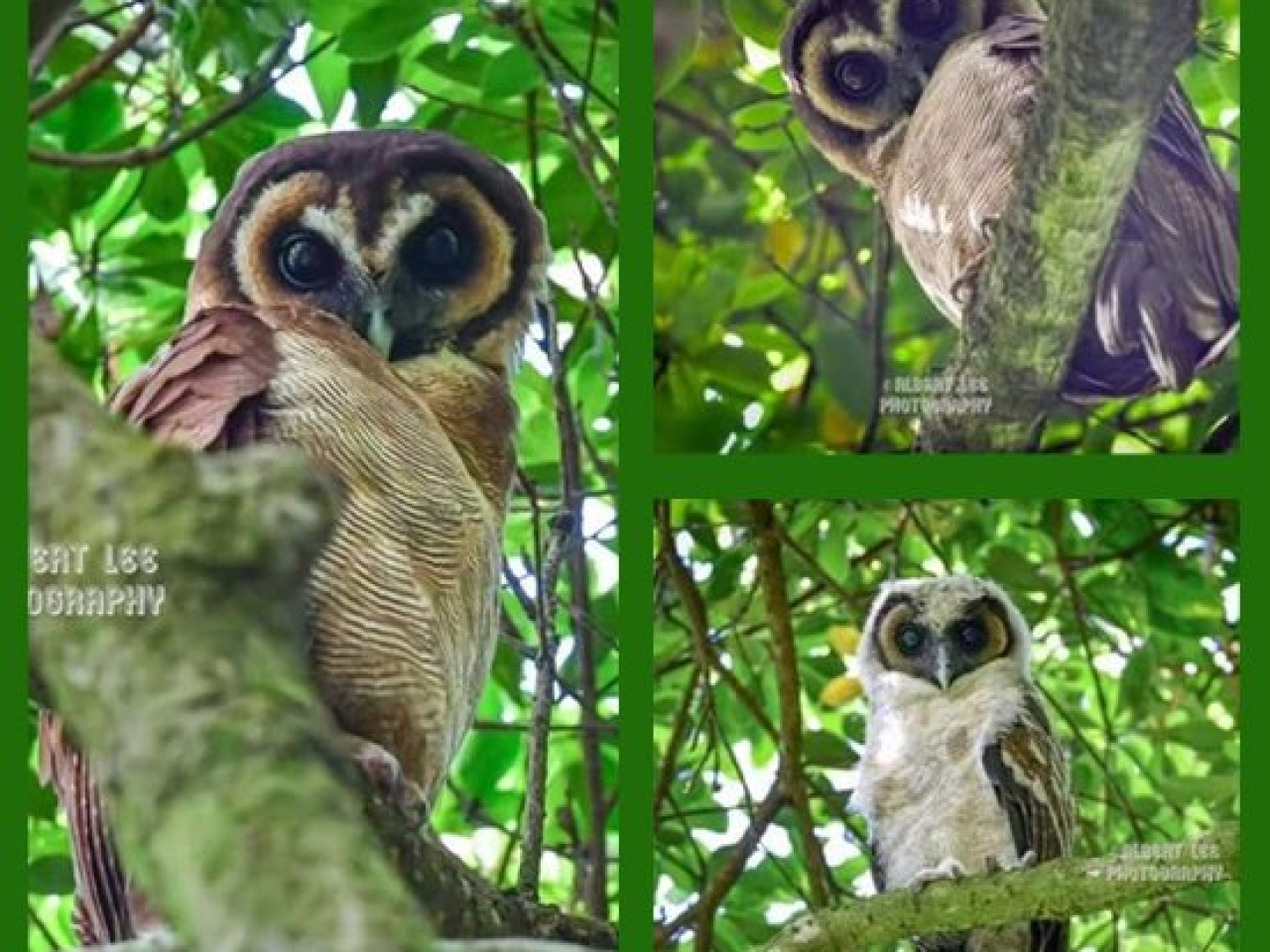 Kadoorie Farm restricts access after baby owl mania