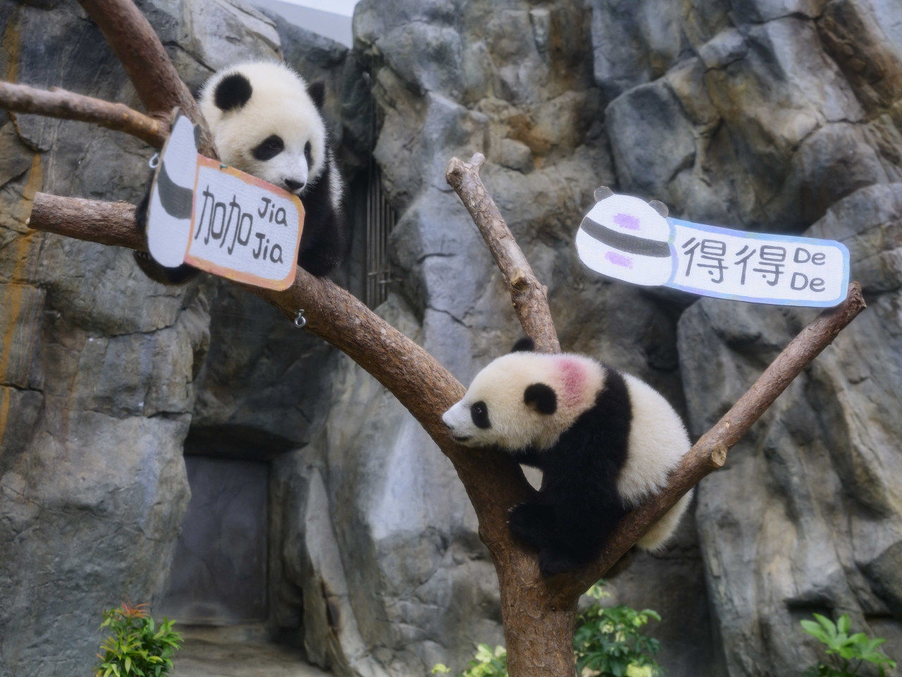 Meet Jia Jia and De De – HK's very own panda twins