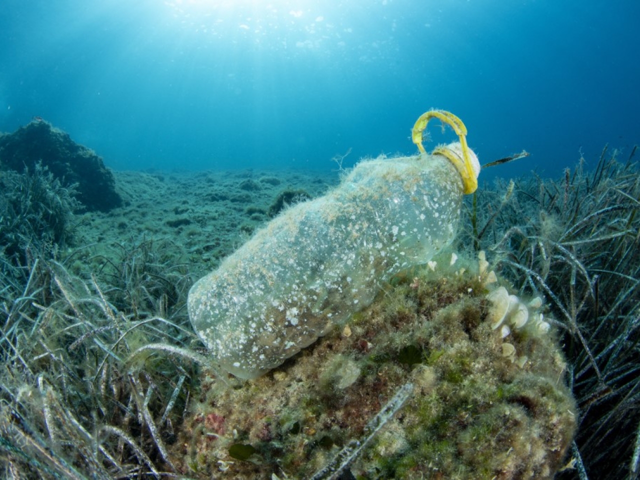 Japanese offer potential solution to plastics crisis