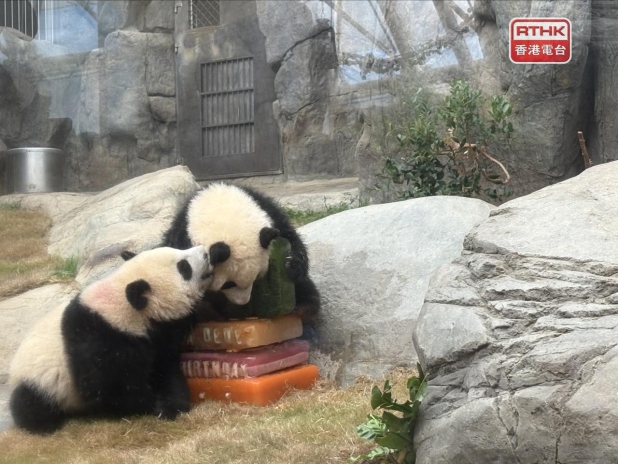 HK panda cubs Jia Jia and De De turn one