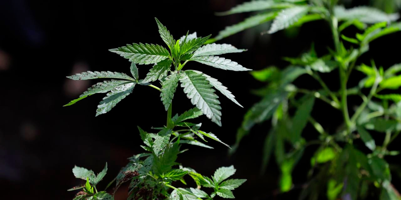 Legal Marijuana's Disastrous Legacy