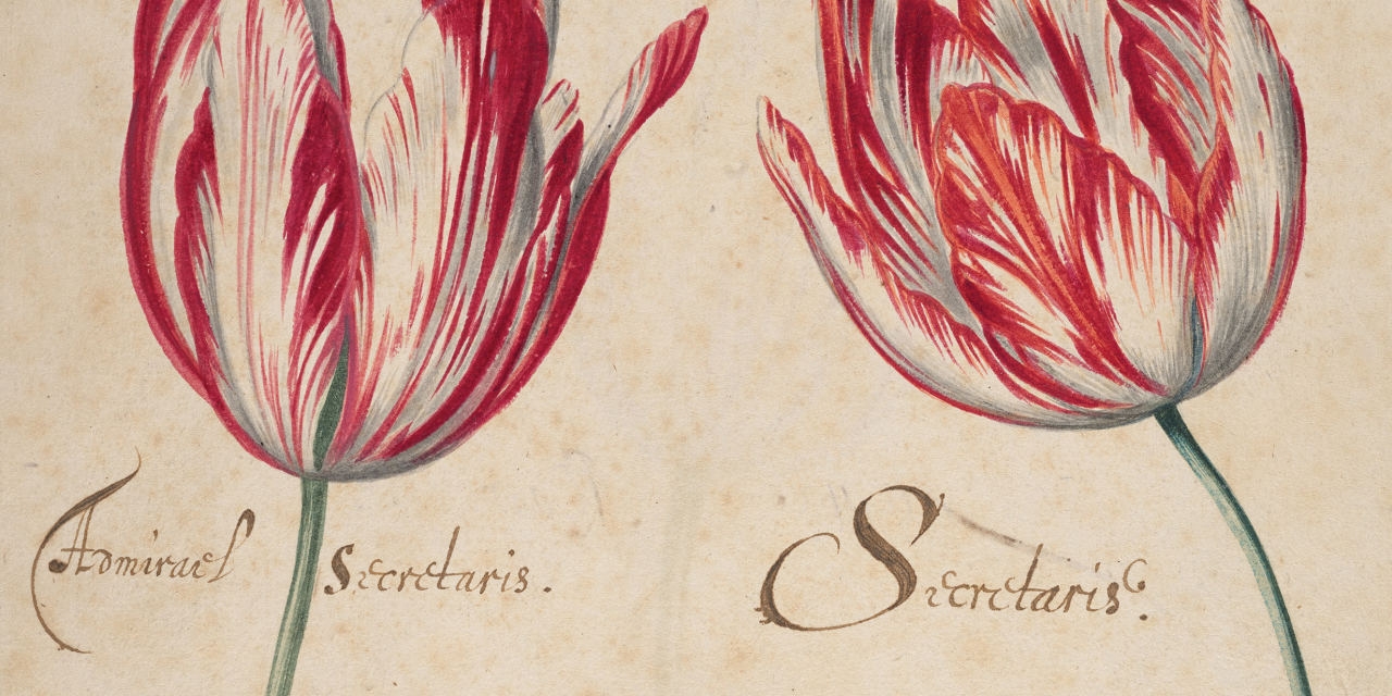 ‘Botanical Revolutions' Review: To Paint the Lily