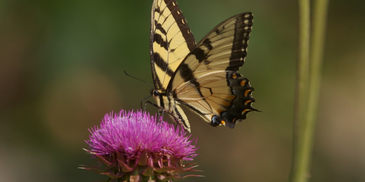 ‘Bugs That Rule the World' Review: A Crawling Kingdom on PBS
