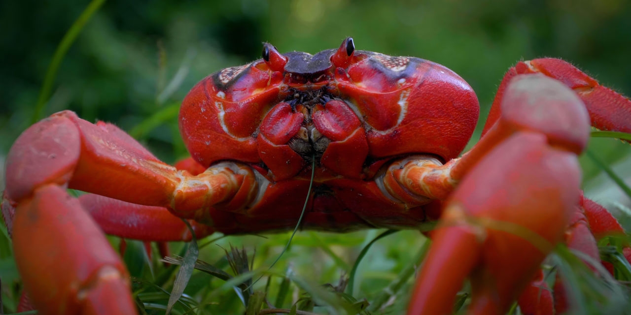 ‘Planet Weird' Review: National Geographic WILD's Nutty Nature