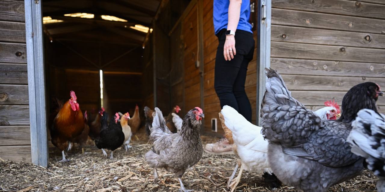 California's Chickens Go to Court