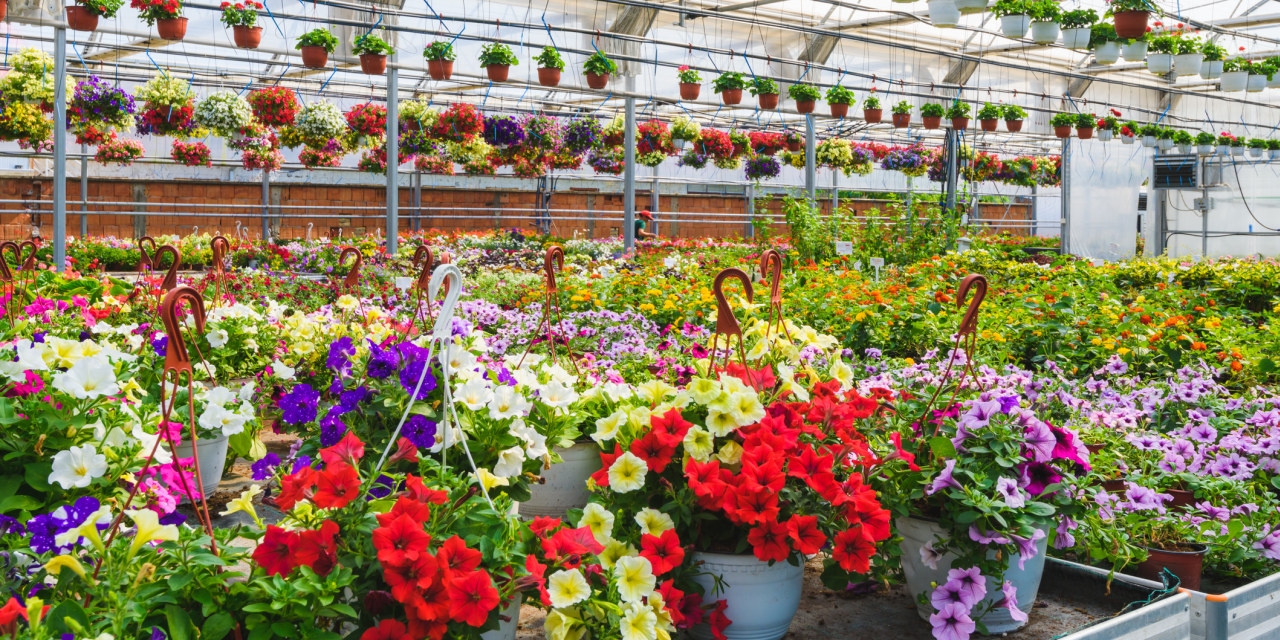 Can My Flower Farm Survive Without Immigrant Labor?