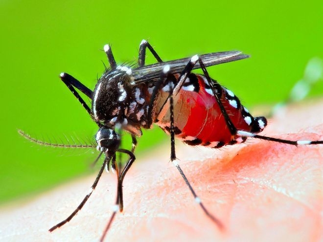 VOX POPULI: Mosquitoes are the world's top predator, share traits with 2nd
