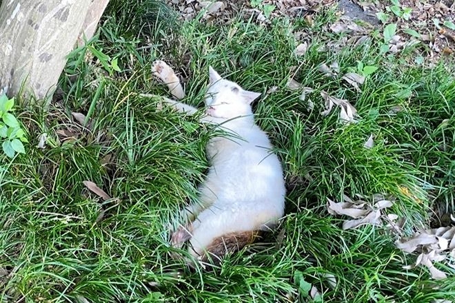 Veterinarian dies after treating cat infected with tick-borne virus